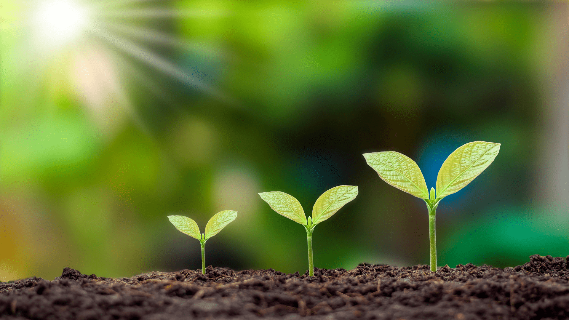 Company Growth Strategy: How to Grow a Company Effectively